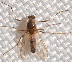 Cricotopus bicinctus