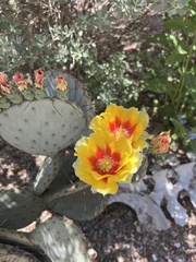 Opuntia