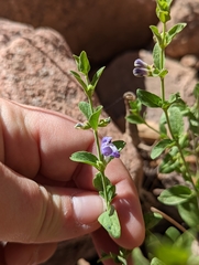 Scutellaria potosina