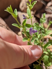 Scutellaria potosina