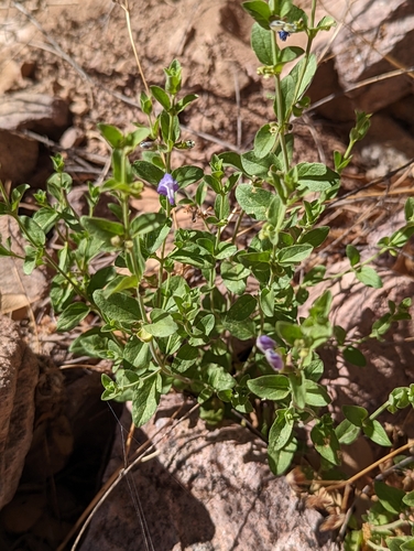 Image of Scutellaria potosina by (c) Rachel Stringham, some rights reserved (CC BY)