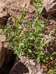 Scutellaria potosina