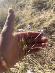 Ipomopsis longiflora