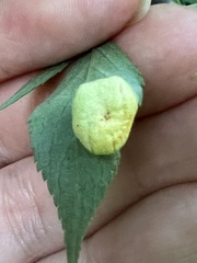 Puccinia sambuci