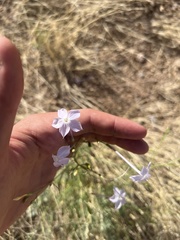 Ipomopsis longiflora