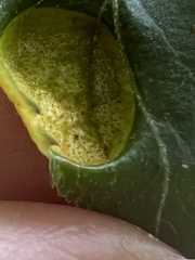 Puccinia sambuci