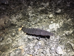 Pyrocoelia praetexta