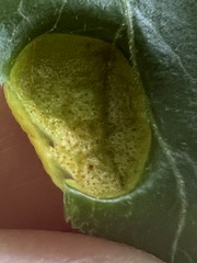 Puccinia sambuci
