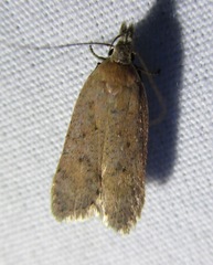 Dichomeris ventrellus