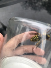 Dolichovespula arenaria