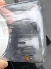 Dolichovespula arenaria