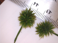 Juncus polycephalus