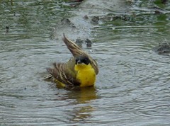 Motacilla flava feldegg