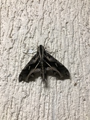 Hemeroplanes triptolemus