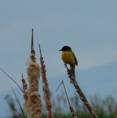 Motacilla flava feldegg