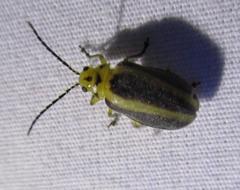 Derospidea brevicollis