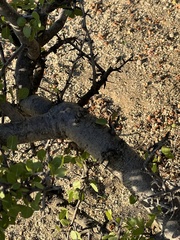 Prunus fremontii