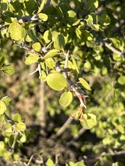 Prunus fremontii