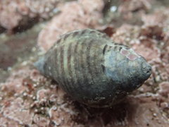 Nucella ostrina