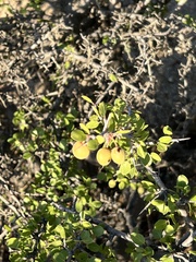 Prunus fremontii