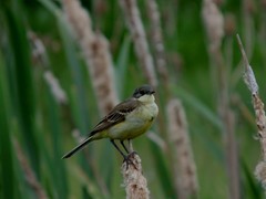 Motacilla flava feldegg