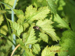 Atalantycha dentigera