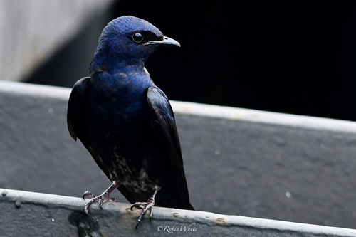 Cuban Martin (Progne cryptoleuca), photo 2
