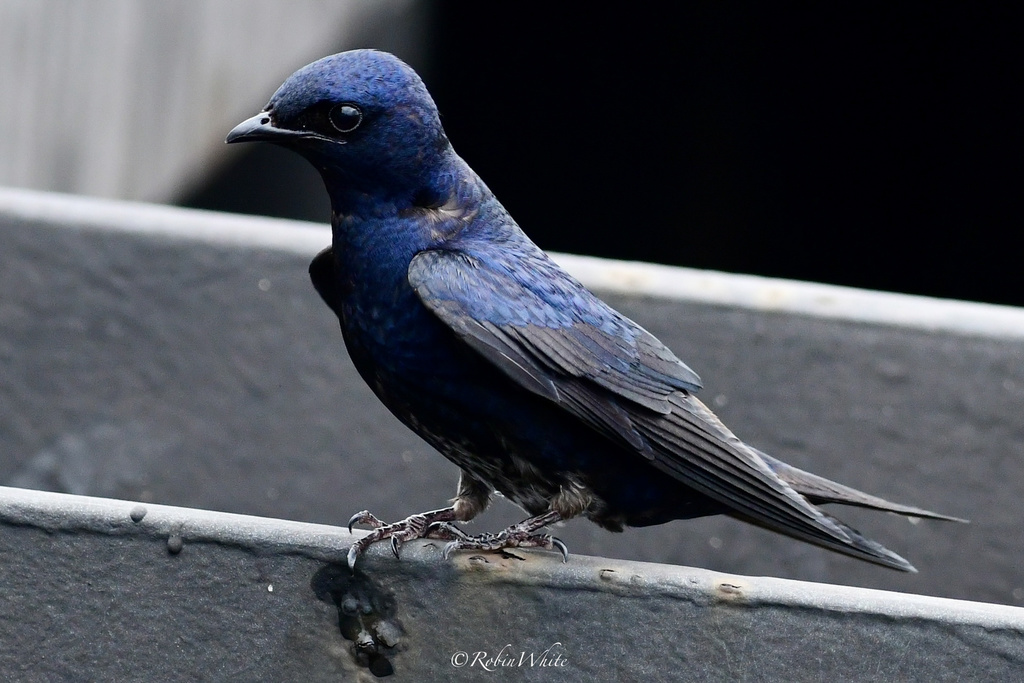 Cuban Martin (Progne cryptoleuca) photo