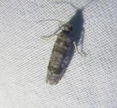 Retinia gemistrigulana