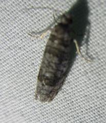 Retinia gemistrigulana