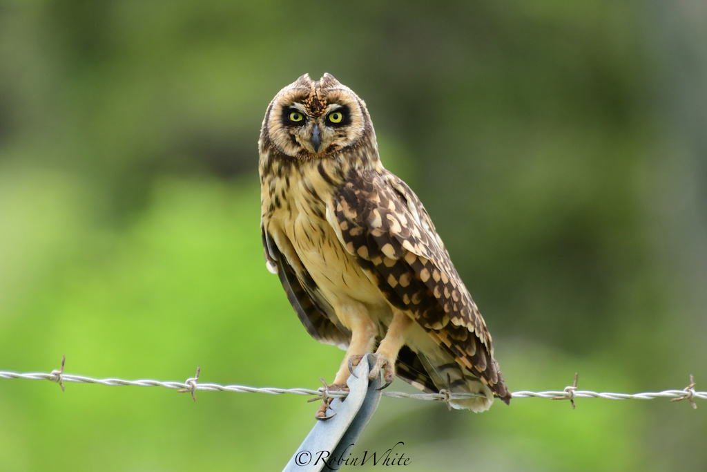 Common Short-eared Owl