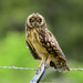 Antillean Short-eared Owl - Photo (c) Robin White, some rights reserved (CC BY-NC), uploaded by Robin White