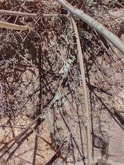 Ehrendorferia chrysantha