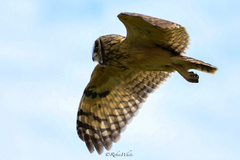 Asio flammeus domingensis