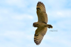 Asio flammeus domingensis