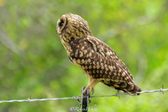 Asio flammeus domingensis