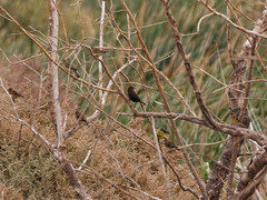 Chrysomus ruficapillus