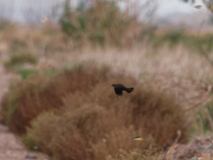 Chrysomus ruficapillus