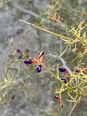 Psorothamnus schottii