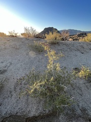 Psorothamnus schottii