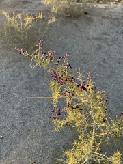 Psorothamnus schottii