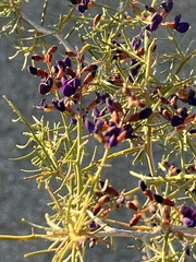 Psorothamnus schottii