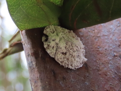 Emcephalus floccosus