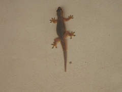 Hemidactylus platyurus