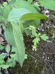 Ceanothus americanus americanus