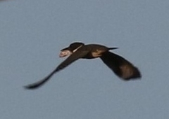 Megaceryle alcyon
