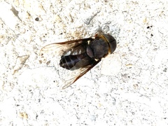 Tabanus americanus