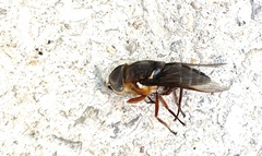 Tabanus americanus