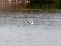 Sterna hirundinacea