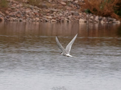 Sterna hirundinacea